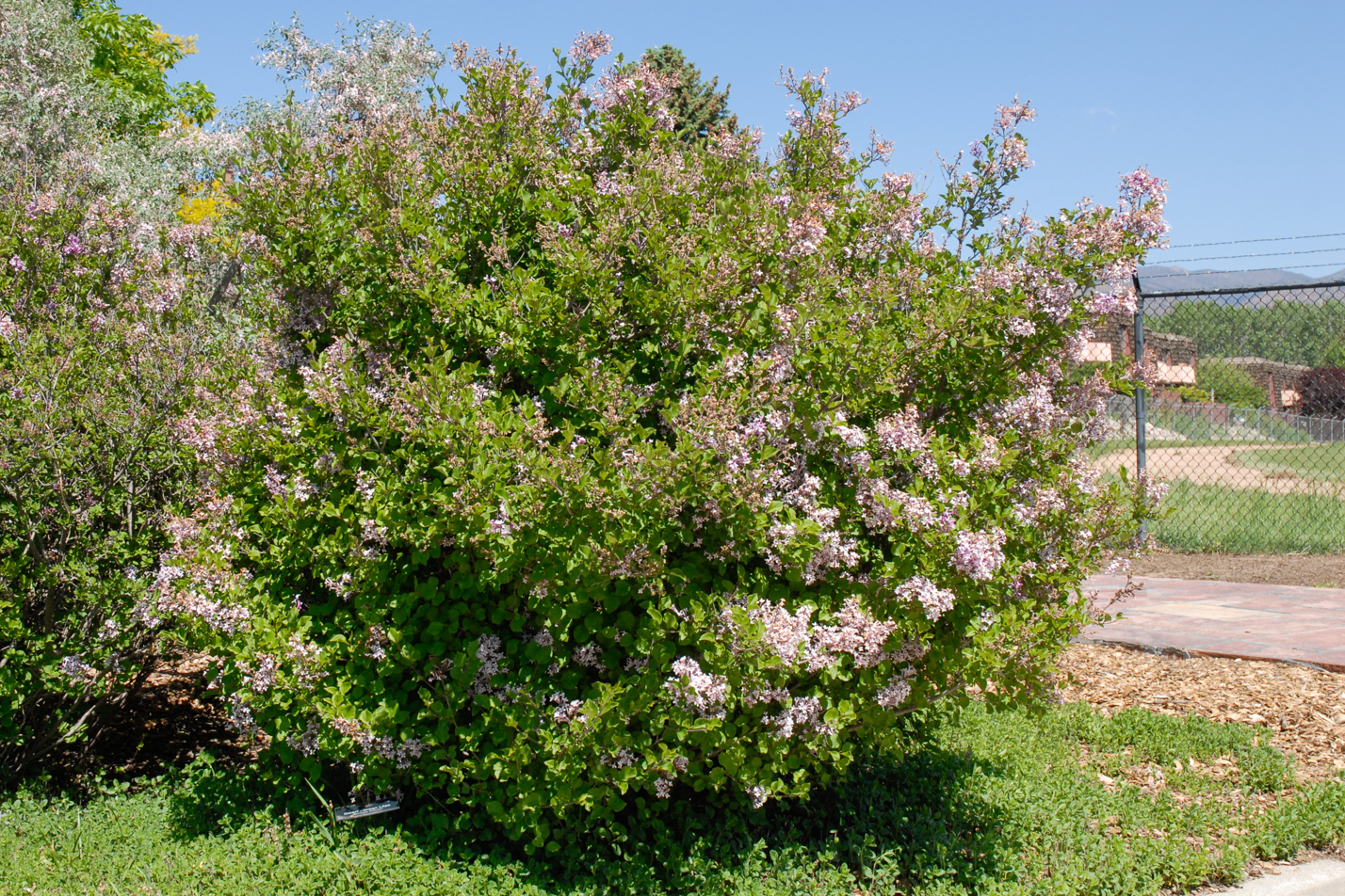 Dwarf Korean Lilac